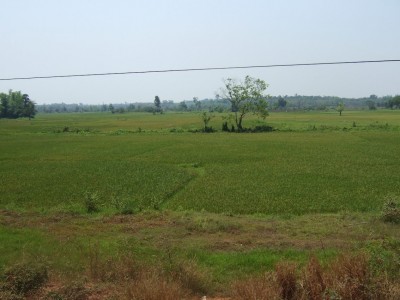 Reisfeld gegenueber See