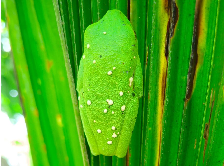 Agalychnis callidryas