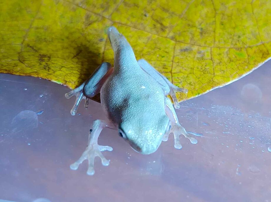 Agalychnis callidryas, Jungtier