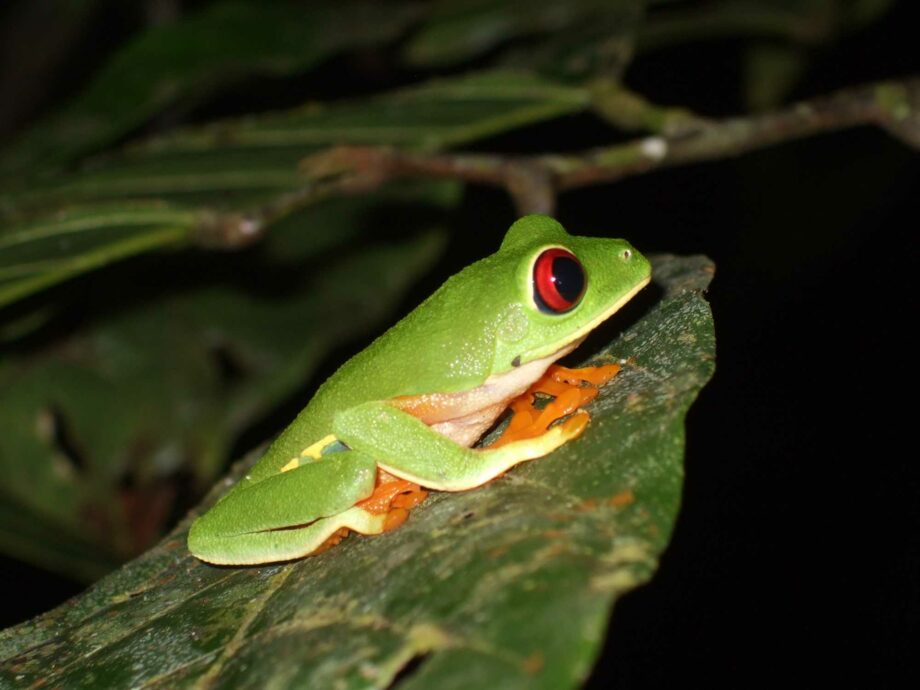 Agalychnis callidryas, nachts