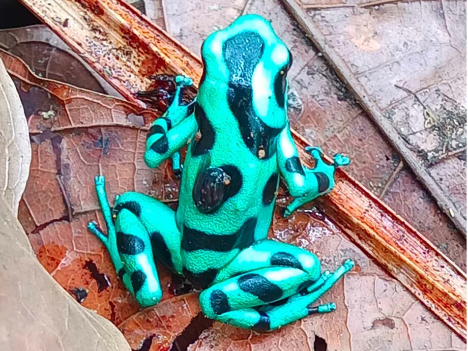 Dendrobates auratus