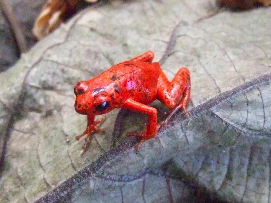 Dendrobates pumilio