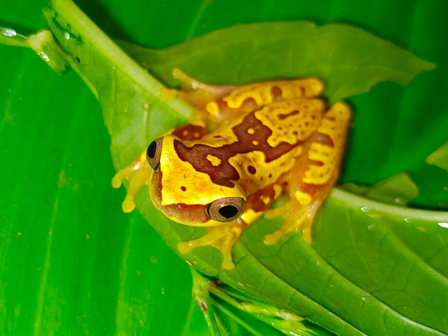 Dendropsophus ebraccatus