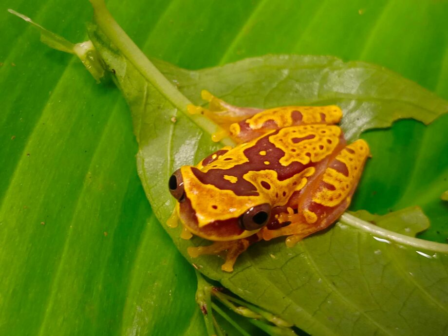 Dendropsophus ebraccatus