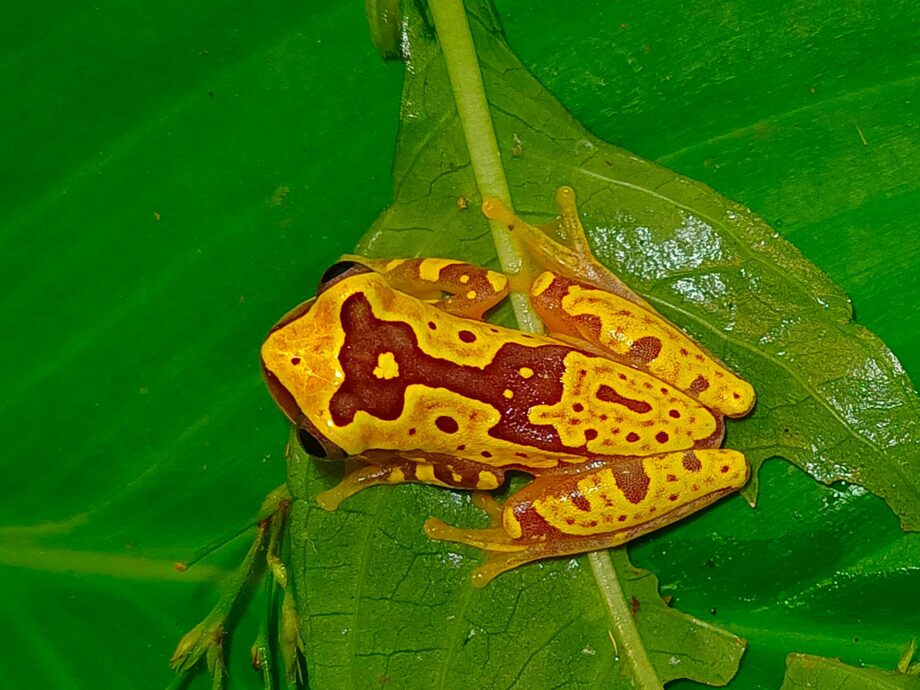 Dendropsophus ebraccatus