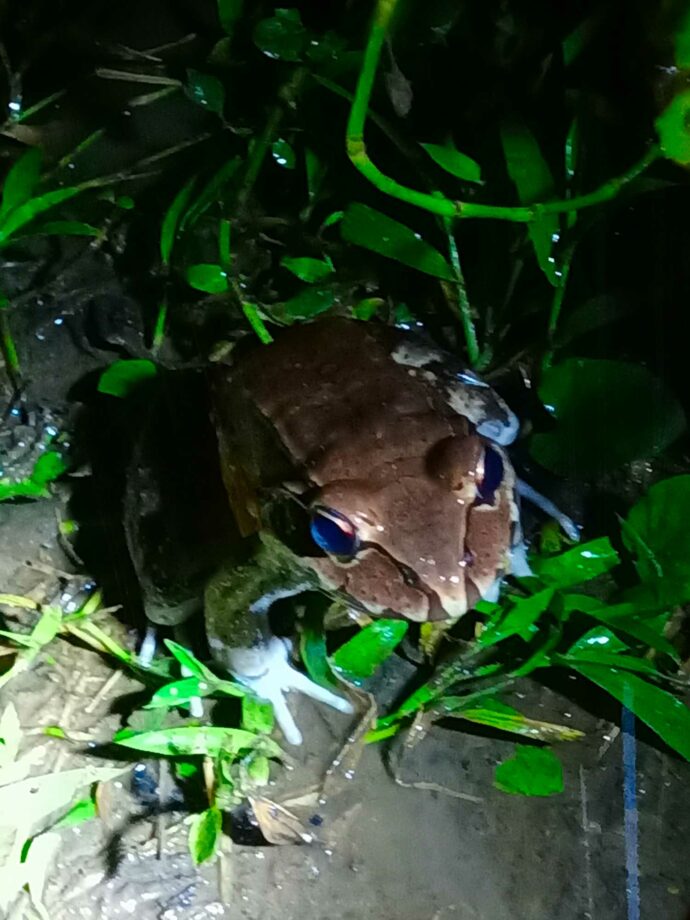 Leptodactylus savagei