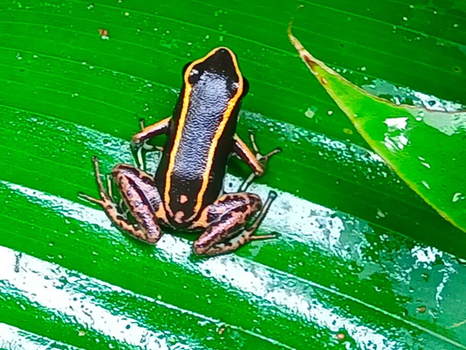 Phyllobates lugubris