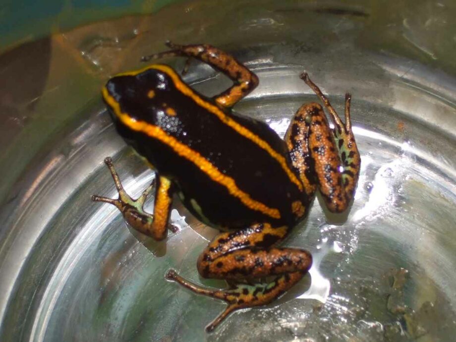 Phyllobates lugubris