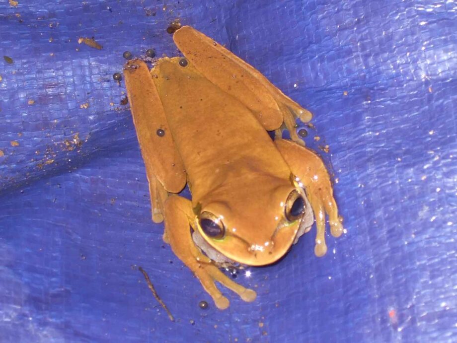 Smilisca phaeota